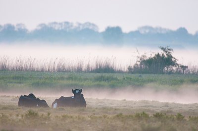 BUITEN BEELD Foto: 92364