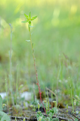 BUITEN BEELD Foto: 92381