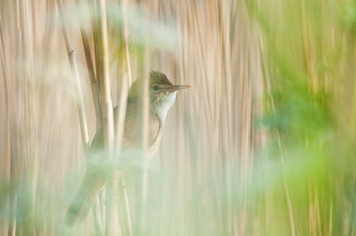 BUITEN BEELD Foto: 92412