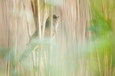 BUITEN BEELD Foto: 92415
