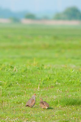 BUITEN BEELD Foto: 92422