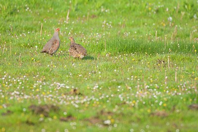 BUITEN BEELD Foto: 92424
