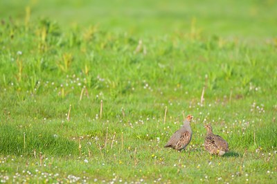 BUITEN BEELD Foto: 92427