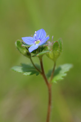 BUITEN BEELD Foto: 92434