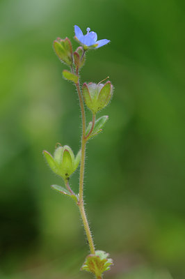BUITEN BEELD Foto: 92437
