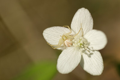 BUITEN BEELD Foto: 92440