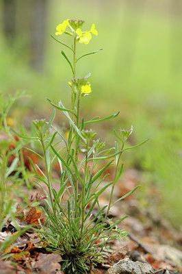 BUITEN BEELD Foto: 92449