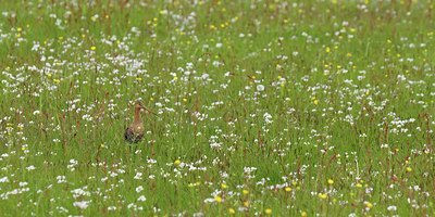 BUITEN BEELD Foto: 92480