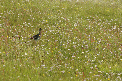 BUITEN BEELD Foto: 92482