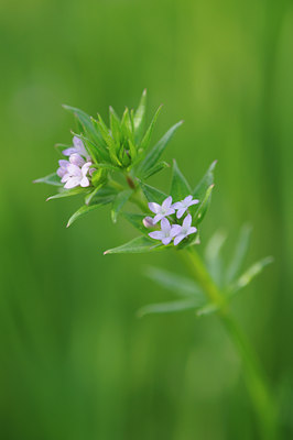 BUITEN BEELD Foto: 92500