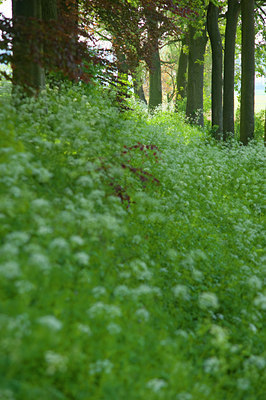 BUITEN BEELD Foto: 92619