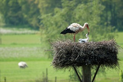 BUITEN BEELD Foto: 92627