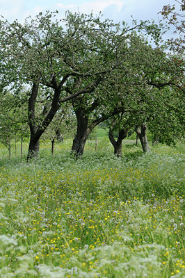 BUITEN BEELD Foto: 92638