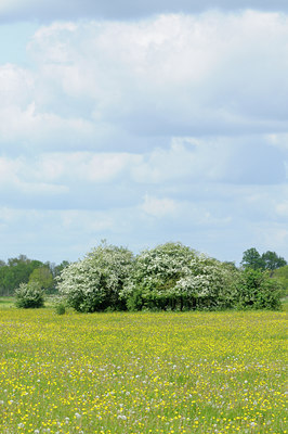 BUITEN BEELD Foto: 92647