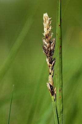 BUITEN BEELD Foto: 92653