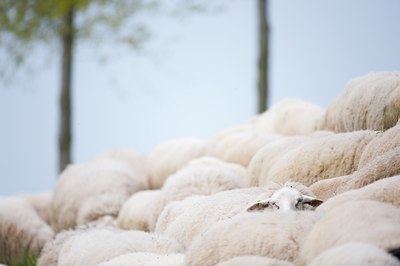 BUITEN BEELD Foto: 92654
