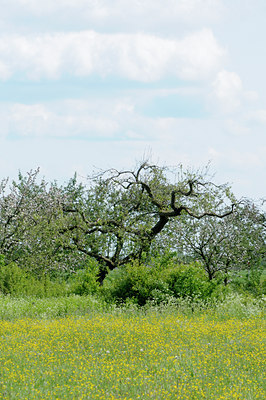 BUITEN BEELD Foto: 92658