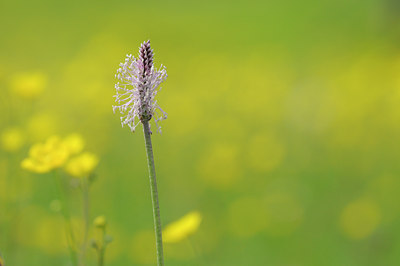 BUITEN BEELD Foto: 92664