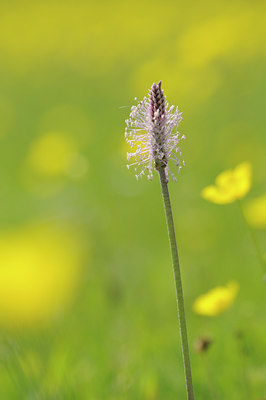 BUITEN BEELD Foto: 92668