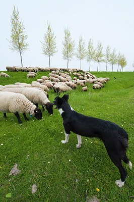 BUITEN BEELD Foto: 92672