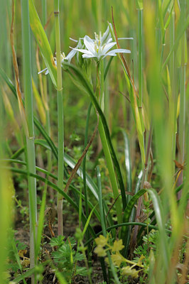 BUITEN BEELD Foto: 92678