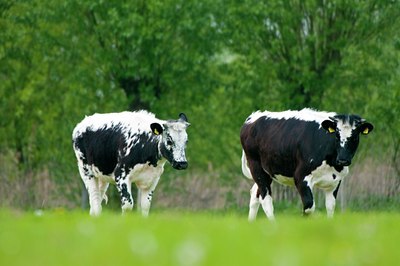 BUITEN BEELD Foto: 92679