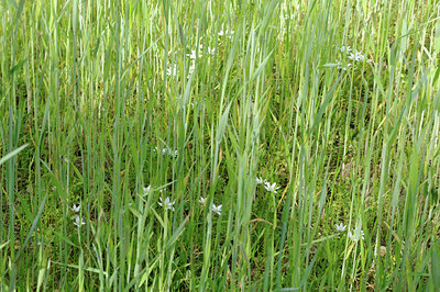 BUITEN BEELD Foto: 92682