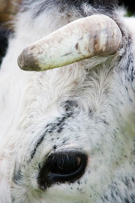 BUITEN BEELD Foto: 92690