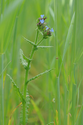 BUITEN BEELD Foto: 92691