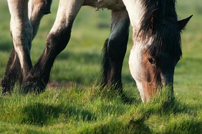 BUITEN BEELD Foto: 92699