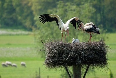 BUITEN BEELD Foto: 92714