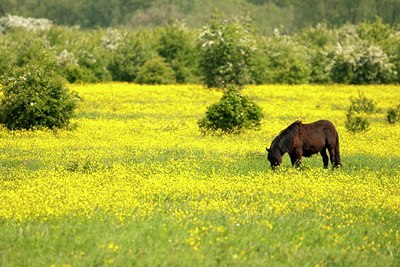 BUITEN BEELD Foto: 92721