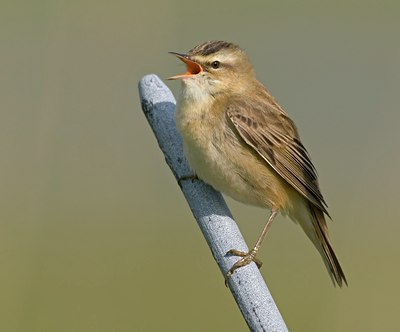 BUITEN BEELD Foto: 92736