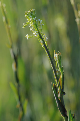 BUITEN BEELD Foto: 92741