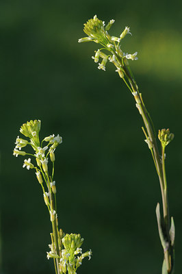 BUITEN BEELD Foto: 92743