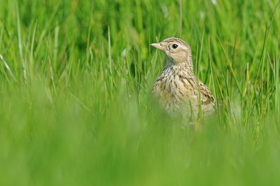 BUITEN BEELD Foto: 92746