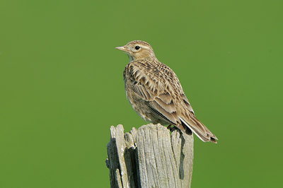 BUITEN BEELD Foto: 92755