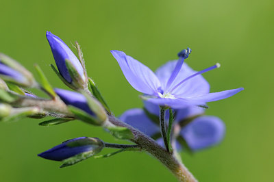 BUITEN BEELD Foto: 92763