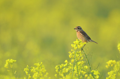 BUITEN BEELD Foto: 92766