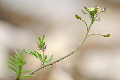 BUITEN BEELD Foto: 92776