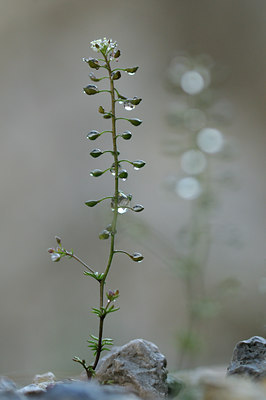 BUITEN BEELD Foto: 92785