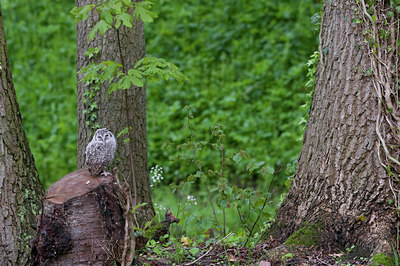BUITEN BEELD Foto: 92798