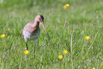 BUITEN BEELD Foto: 92807