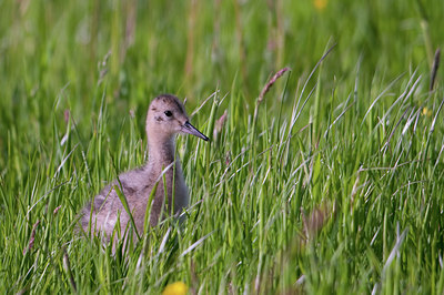 BUITEN BEELD Foto: 92808