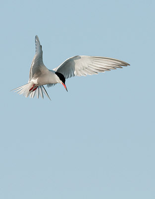 BUITEN BEELD Foto: 92814