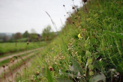 BUITEN BEELD Foto: 92860