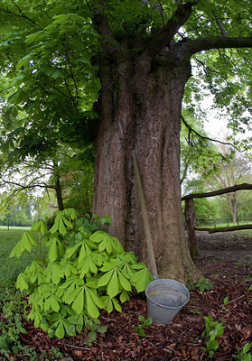 BUITEN BEELD Foto: 92880