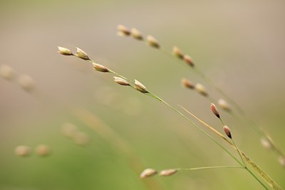 BUITEN BEELD Foto: 92895
