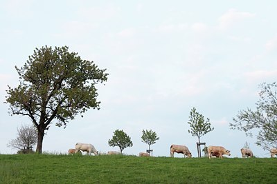 BUITEN BEELD Foto: 92924