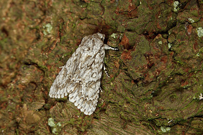 BUITEN BEELD Foto: 92940